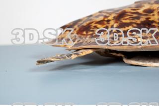 Turtle shield photo reference 0045